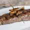 New York Cut Sirloin Strip with Primo SIde (1)