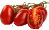 Pomidory z Rzymu
